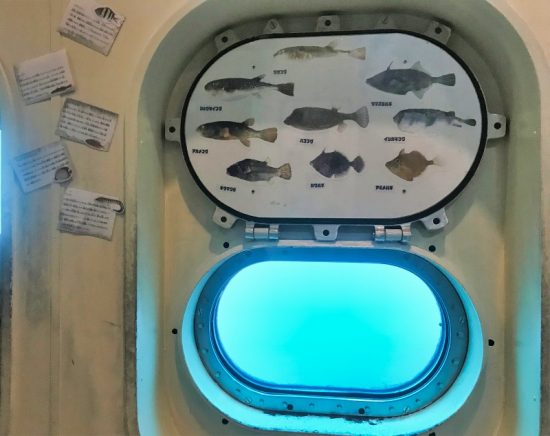 観察できる海の生き物が紹介されているので魚に詳しくなくても楽しめます