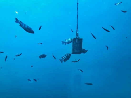 エサ箱に群がる魚たち。この日はかなり鮮明に魚の姿が見えました