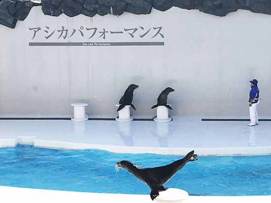 アシカの親子が繰り広げるほのぼの劇場