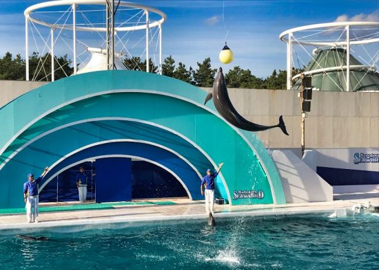 水族館の大定番!イルカショー