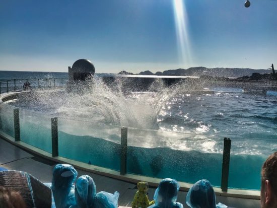 ジャンプの後の水しぶきにはご注意ください!