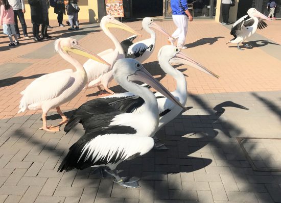 ペリカンのお散歩姿が見られる「ペリカンのガイダンス」