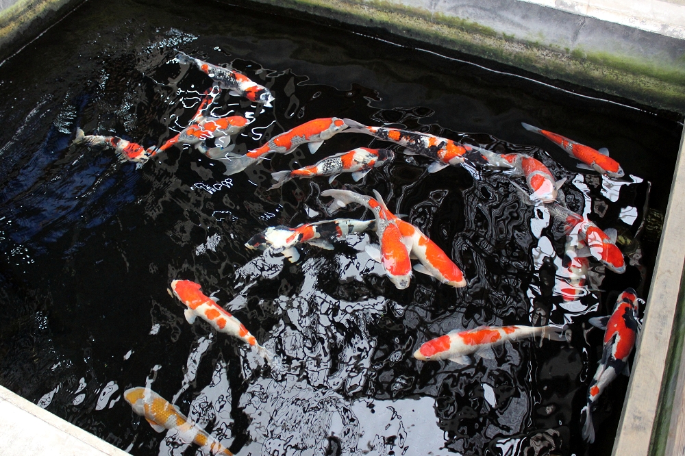 水がきれいなおかげか、敷地に入っても生臭さはまったく感じられない。錦鯉のお触りは厳禁! ちなみに、この生け簀の錦鯉は一匹5万円と高価格