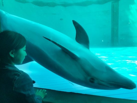 まるでじゃれ合っているかのようなイルカの水槽。