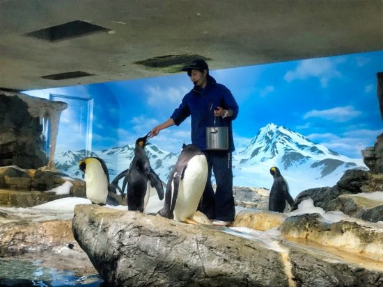 ペンギンのエサやりタイム