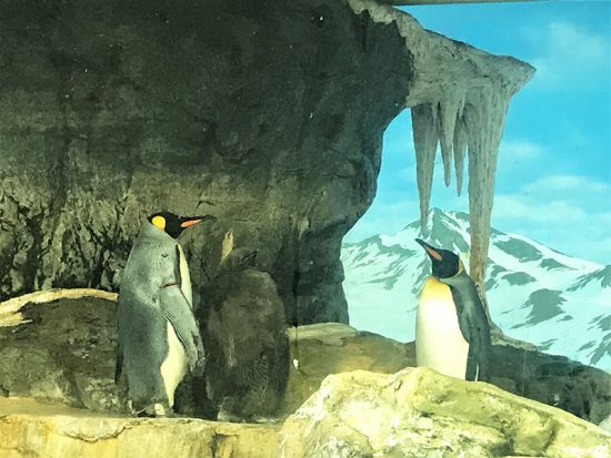 デビューしたばかりのペンギンの赤ちゃん(真ん中)も見ることができました。