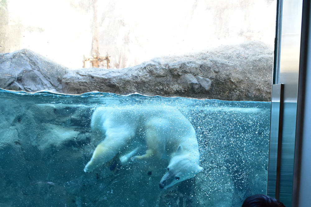 ホッキョクグマがプールに飛び込むたびに歓声が上がる