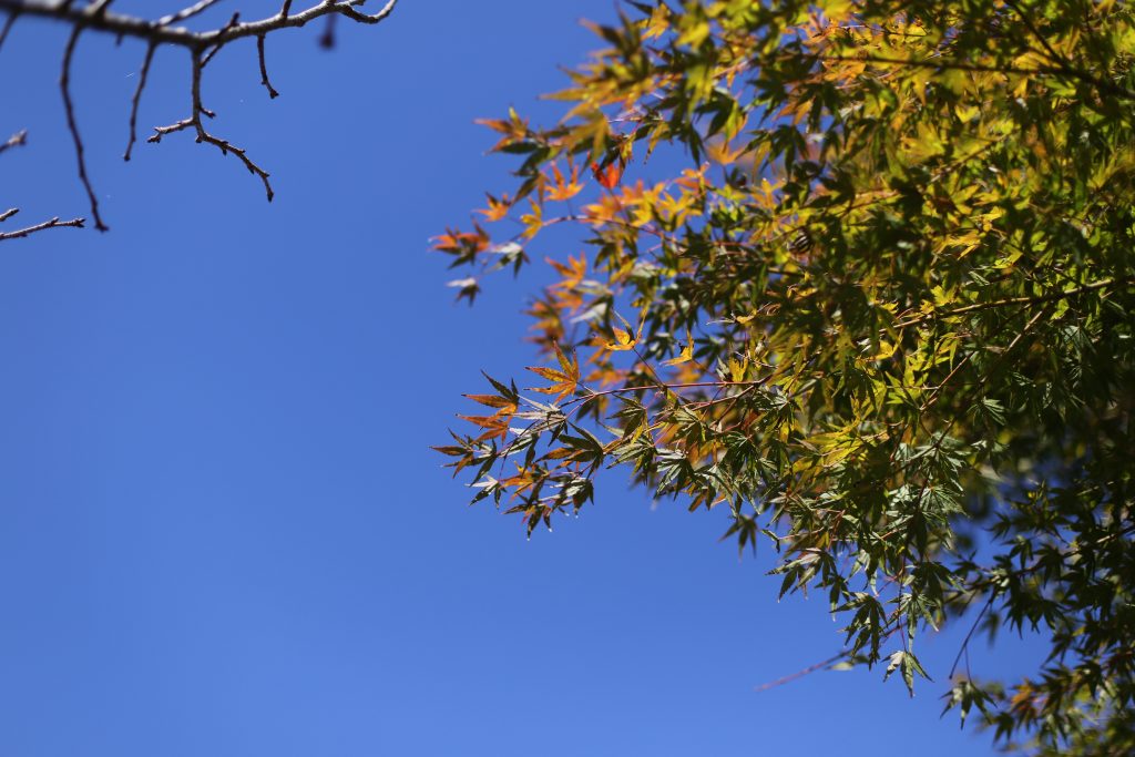 取材で訪れた10月下旬は色づき始めのころ