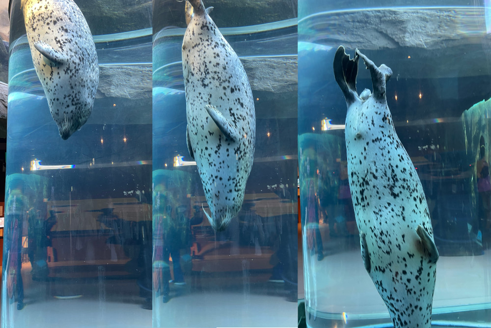 通りかかったところで水槽の中を通り抜けてくれたアザラシ