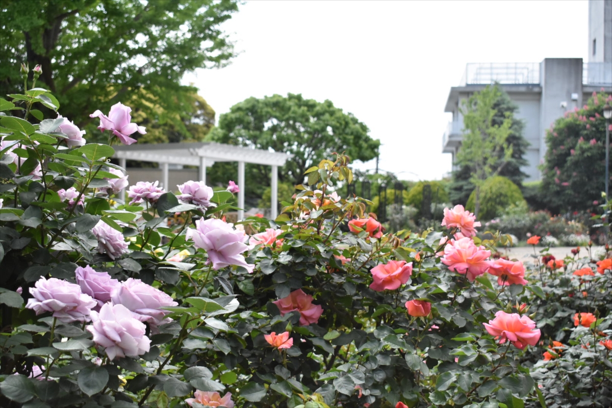 色とりどりのバラの花がとってもきれい
