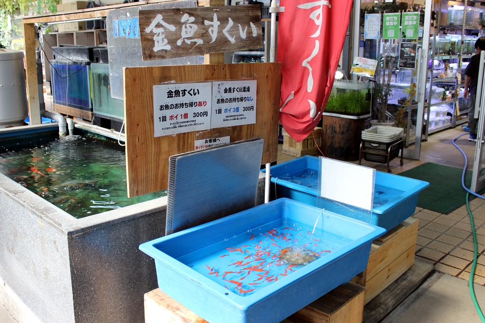 金魚すくいは1回300円(税込み)。金魚を飼えない人向けに、3回300円(税込み)で、持ち帰りのない「金魚すくい道場」も実施されている