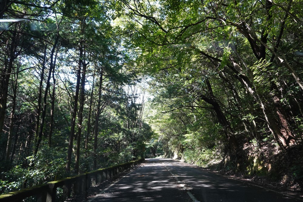 気持ちの良い山道は、登山者も多い