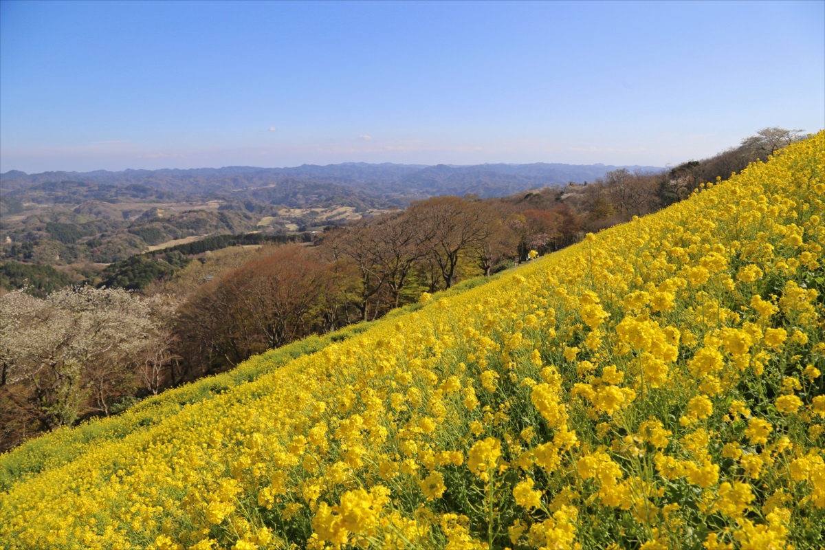 春には花畑で350万本もの菜の花が咲き乱れる。その規模は関東最大級