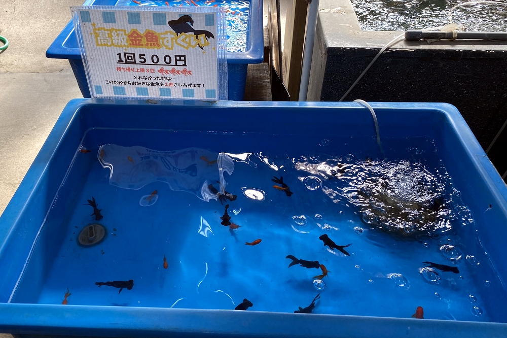 金魚すくいの花形、黒デメキンは「高級金魚すくい」でゲットできる。1回500円(税込み)