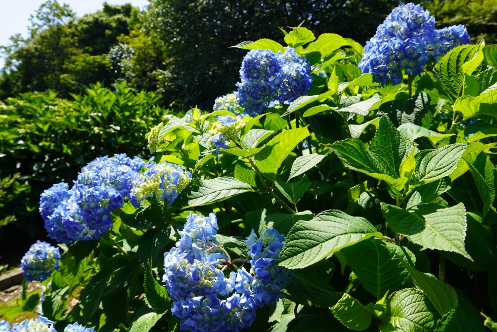 取材日、沿道には色とりどりのアジサイが咲いていた