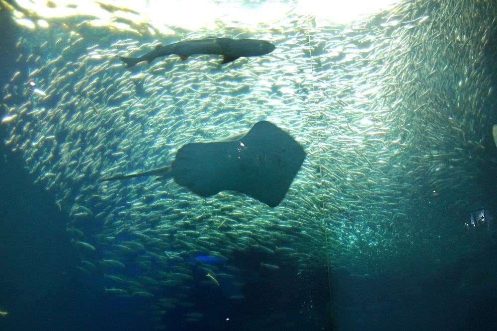イワシの魚群パフォーマンス「IWASHI LIFE(イワシ ライフ)」が、見る者を圧倒!
