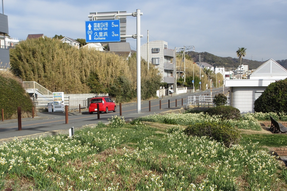 クルマの窓を開けて走行すると、水仙の清廉とした香りを楽しめる