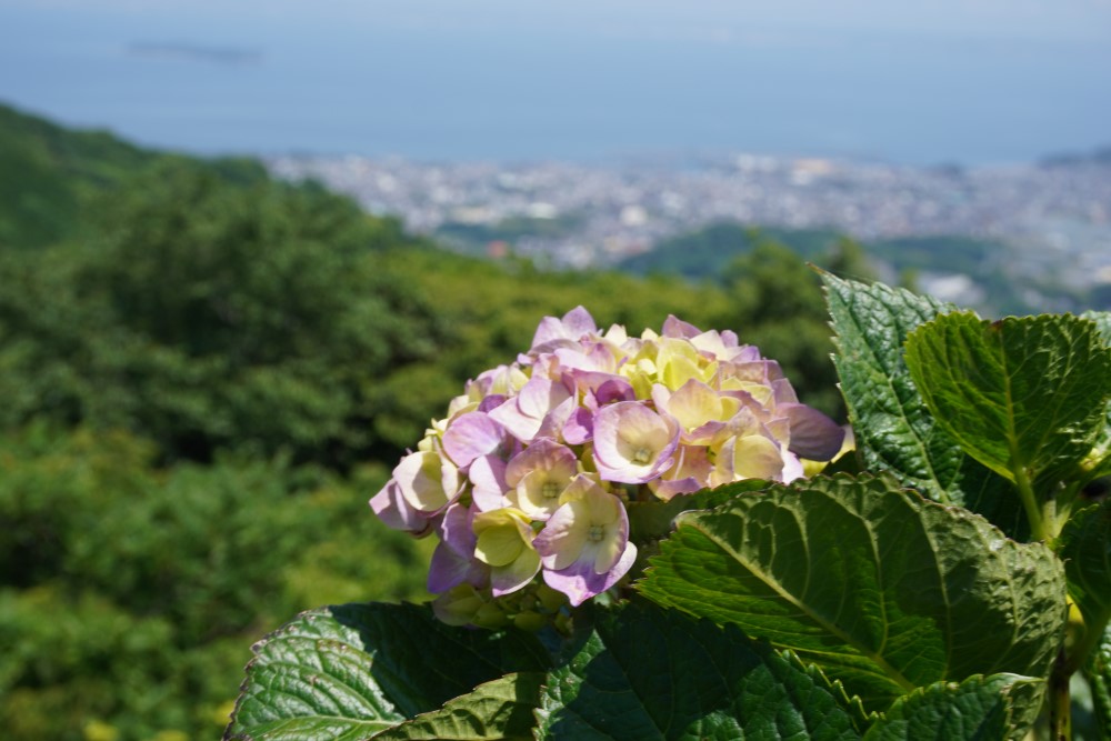 三河湾をバックに美しく咲くアジサイも見もの。フォトスポットも満載!