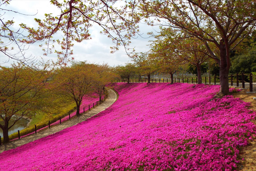 薄いピンクの桜の下には、芝桜の濃いピンクが映える