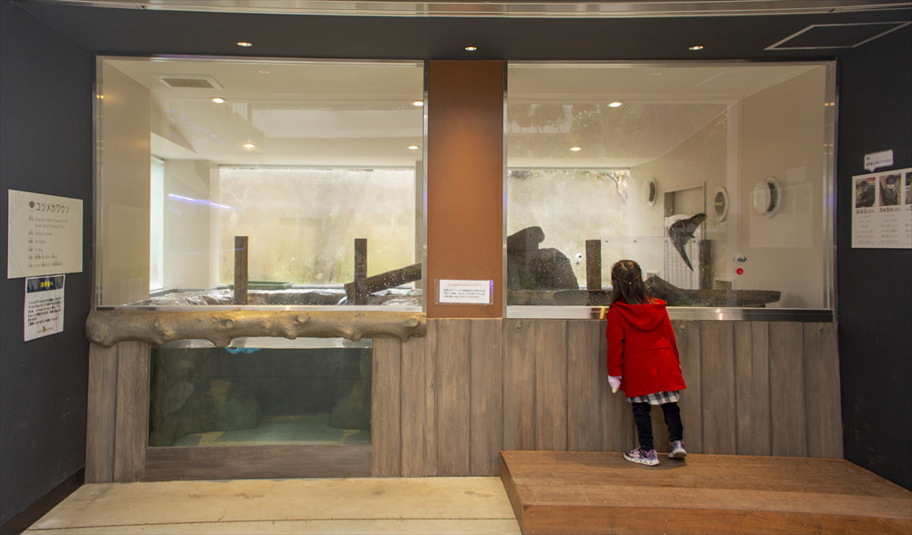 コツメカワウソは子どもにも大人気。水の中にある洞窟を抜け、穴から顔を出すかわいい姿にくぎ付け