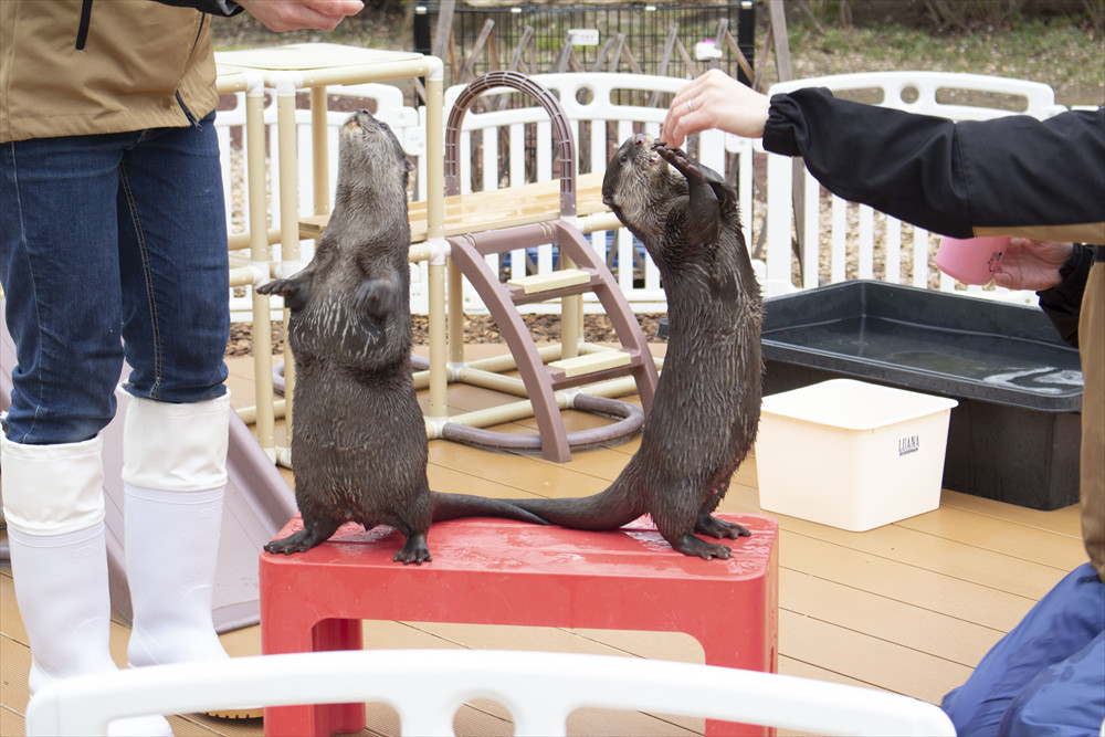 餌をもらうしぐさもかわいい。うりくんとひよりちゃん