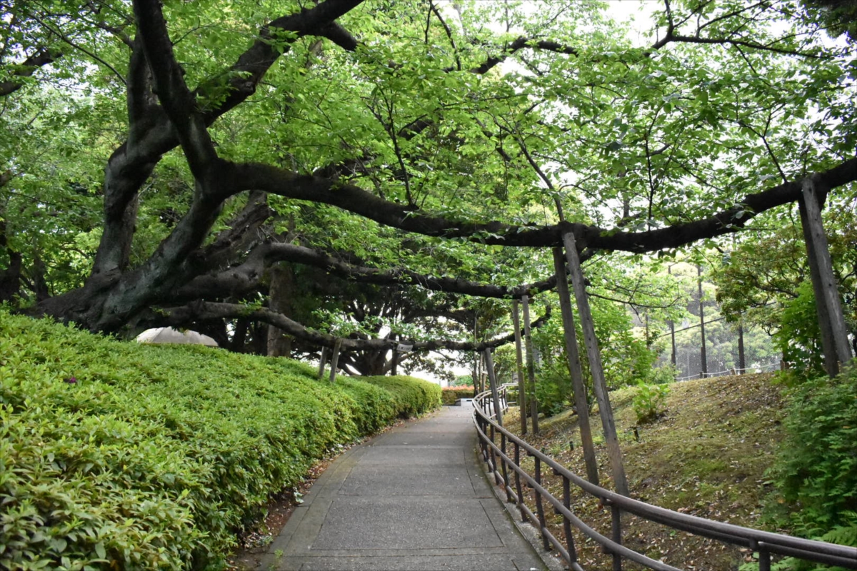 春には桜のトンネルが見られる