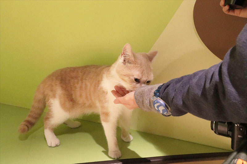 なでたりおやつをあげたりできる
