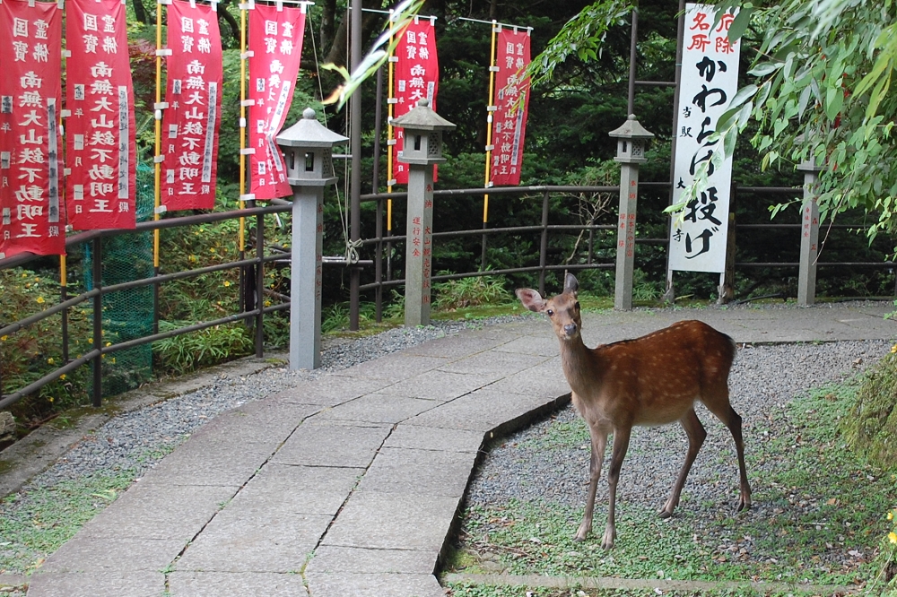 駅から出た直後、まさかの鹿と遭遇。思わぬハプニングにビックリ...