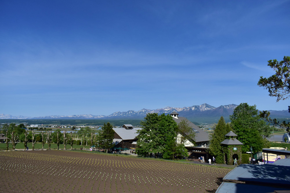 広々とした花畑。バックには大雪の山々が見える