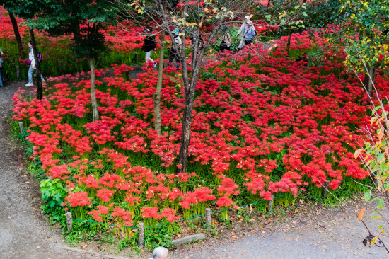 地面を埋め尽くすように咲く曼珠沙華
