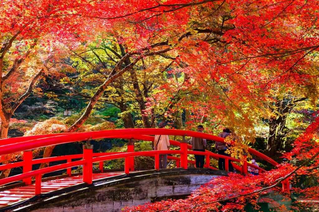 残念ながら4月現在は枝のみだったが、紅葉の時期はフォトジェニックな光景が楽しめる