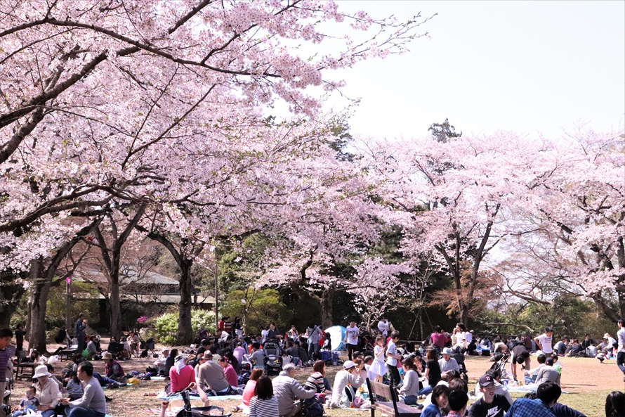 第1公園広場。毎年多くの花見客でにぎわう