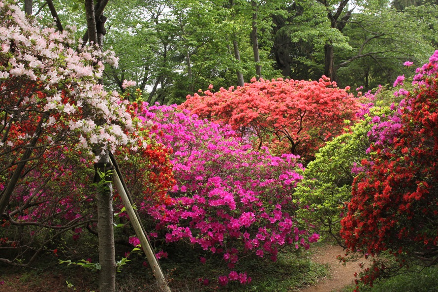 例年4月下旬頃から見頃を迎えるツツジ。色鮮やかなツツジに魅了される