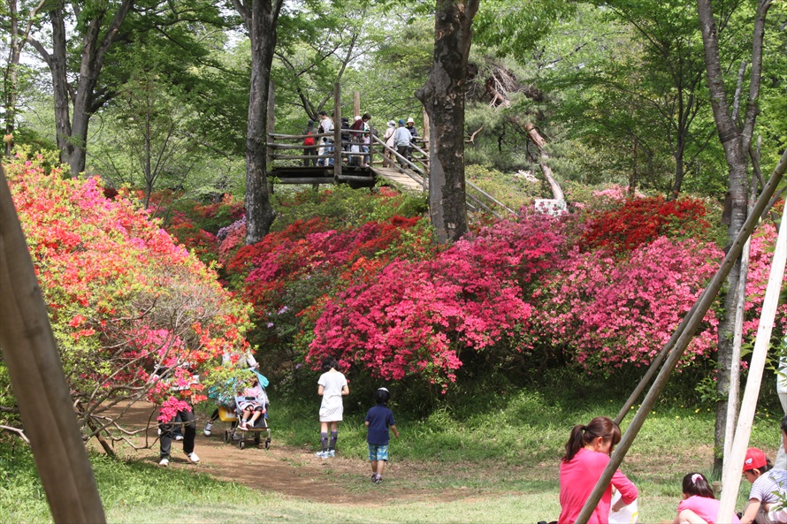 4月下旬ごろから見頃を迎えるツツジ