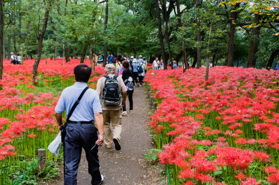 公園内にはきちんと通路が整備されていて歩きやすい