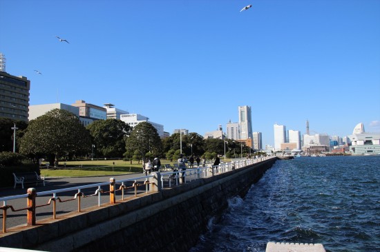 頭上をかもめが舞う山下公園は、バラの名所でもある