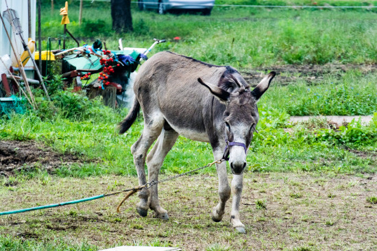 巾着田内では馬やポニーが飼育されている。有料で餌やりも可