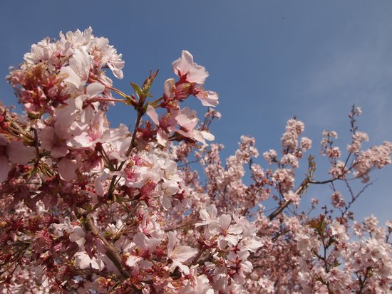 例：お花見の写真