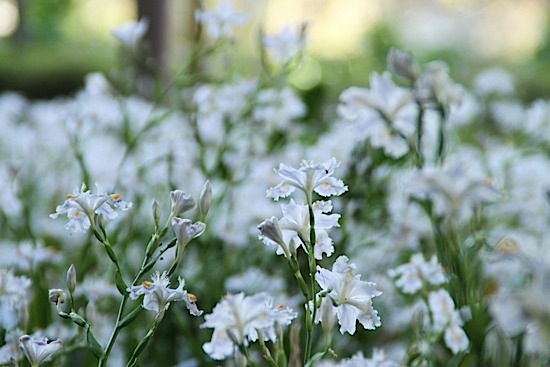 四季折々の花も楽しめる