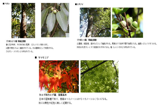 植樹する木々