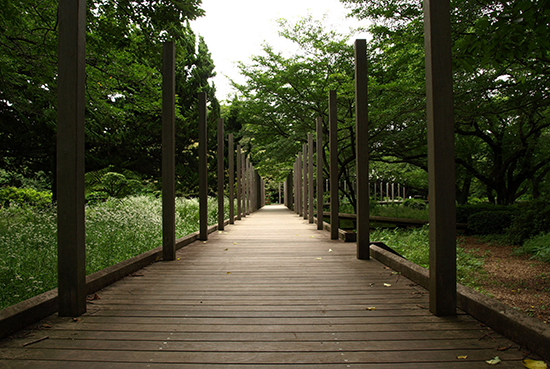 緑の風が心地よい昭和記念公園