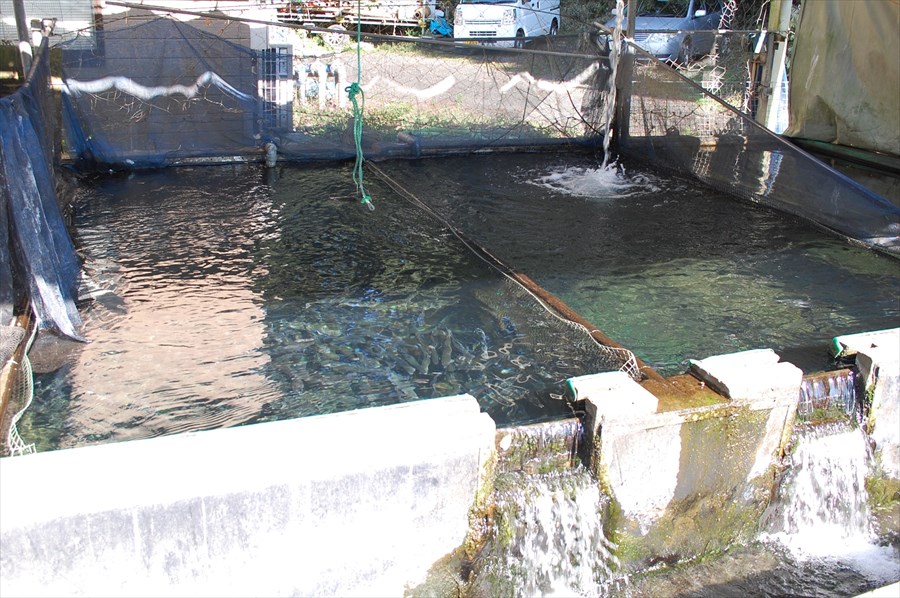 各ポンドには日々、きれいな水で管理されたニジマスが放流されている