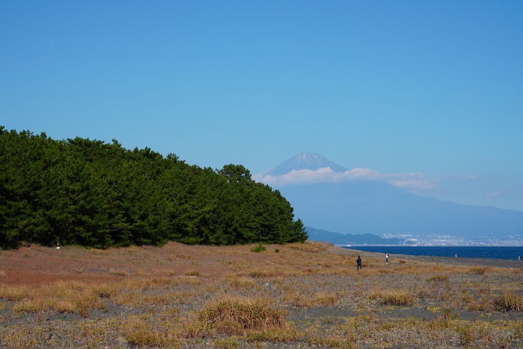 松林越しに見る富士山の絶景