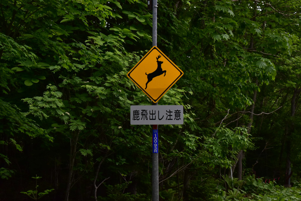 「鹿飛び出し注意」の看板が多い。この日も2頭の鹿が飛び出してきた。その後も道路脇で草を食べる鹿の姿が