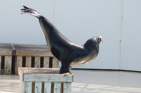 水族館、植物園はのんびりできるのでデートにもおすすめ