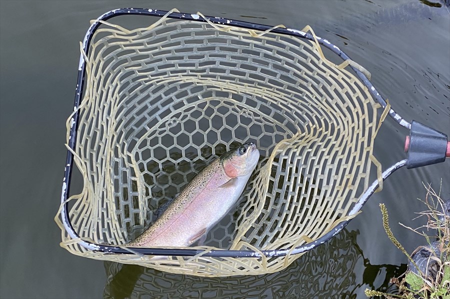 釣れた後はランディングネット(たも網)ですくった状態でルアーを外す。持ち帰らないのなら、魚に触れないのがマナー