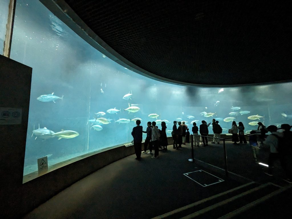 アクアシアターでは、約80匹のクロマグロの遊泳を間近で見ることができる