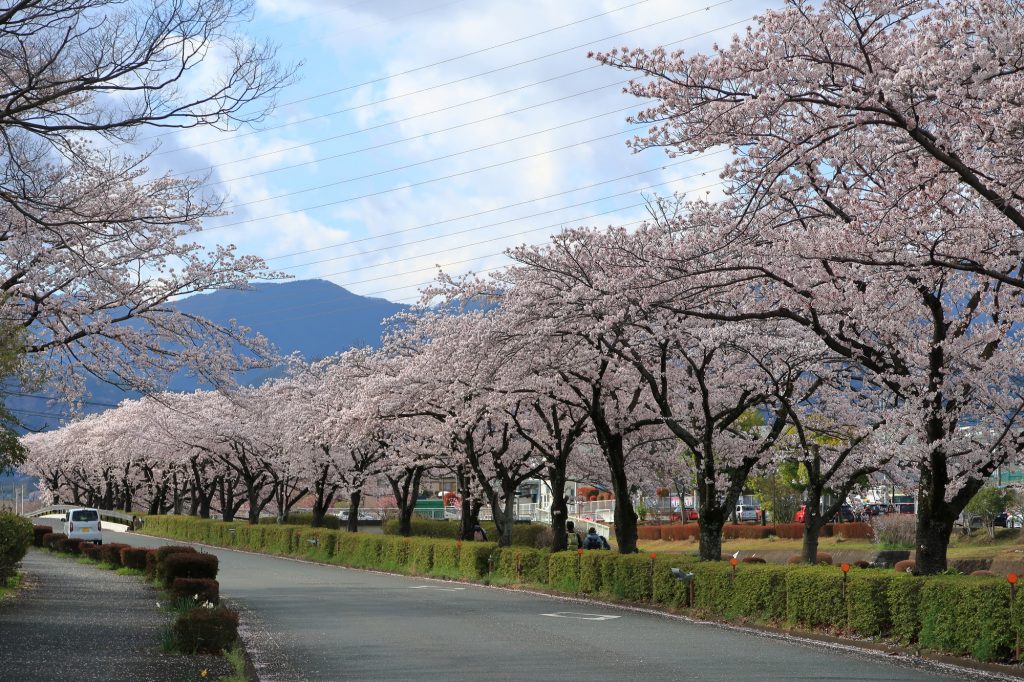 満開の桜が美しい「はだの桜みち」を通って「太平洋クラブ 相模コース」へ