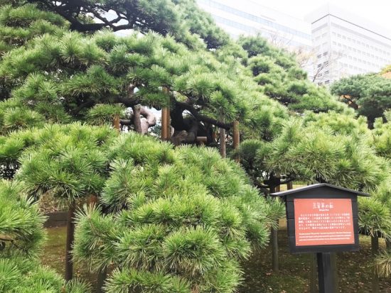 圧巻の迫力!三百年の松
