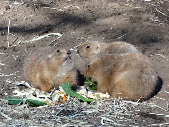 プレーリードッグやレッサーパンダ、オタリアなどが見られる本格的な動物園です